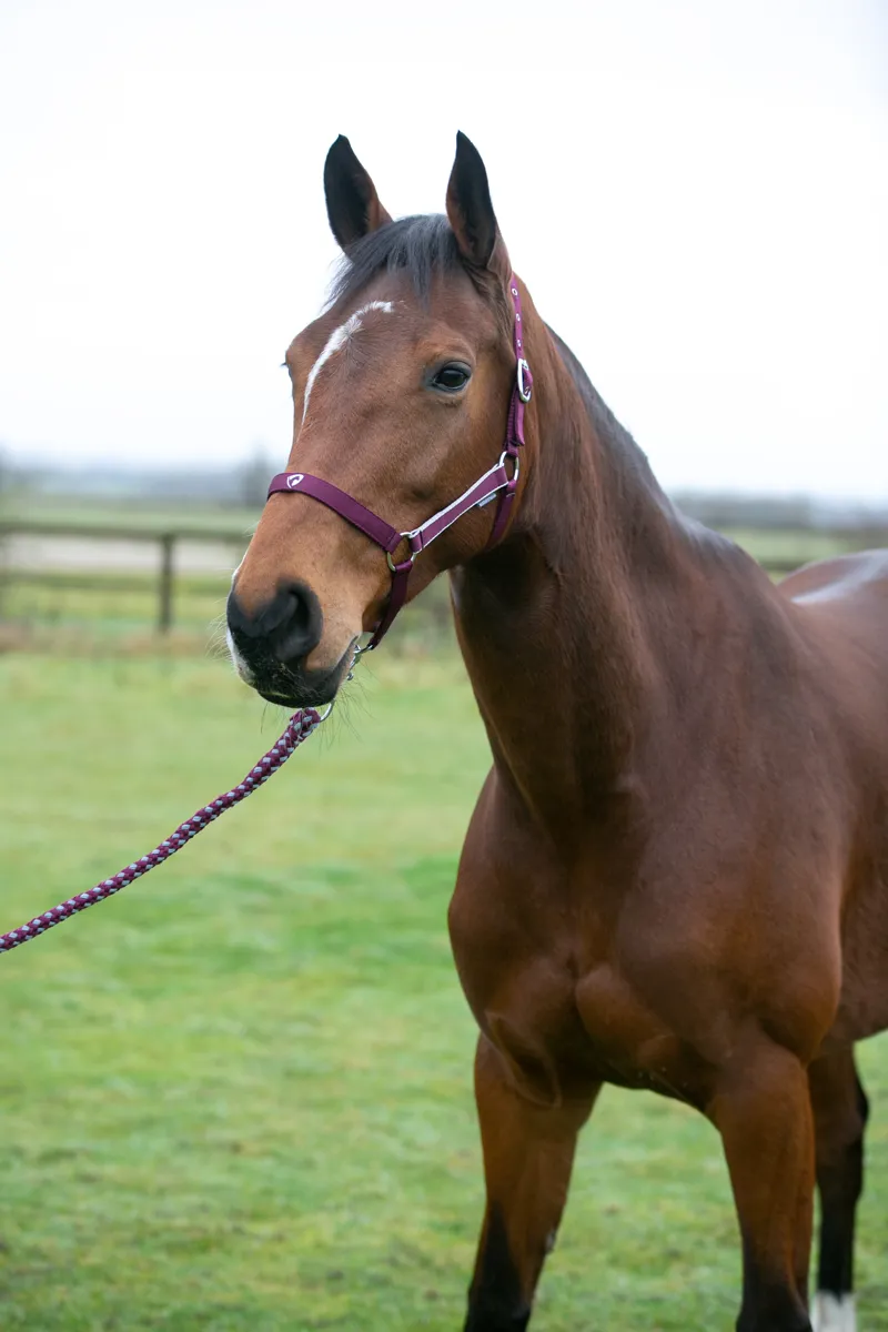 Hy Equestrian Synergy Head Collar and Lead Rope - Fig/Silver-3